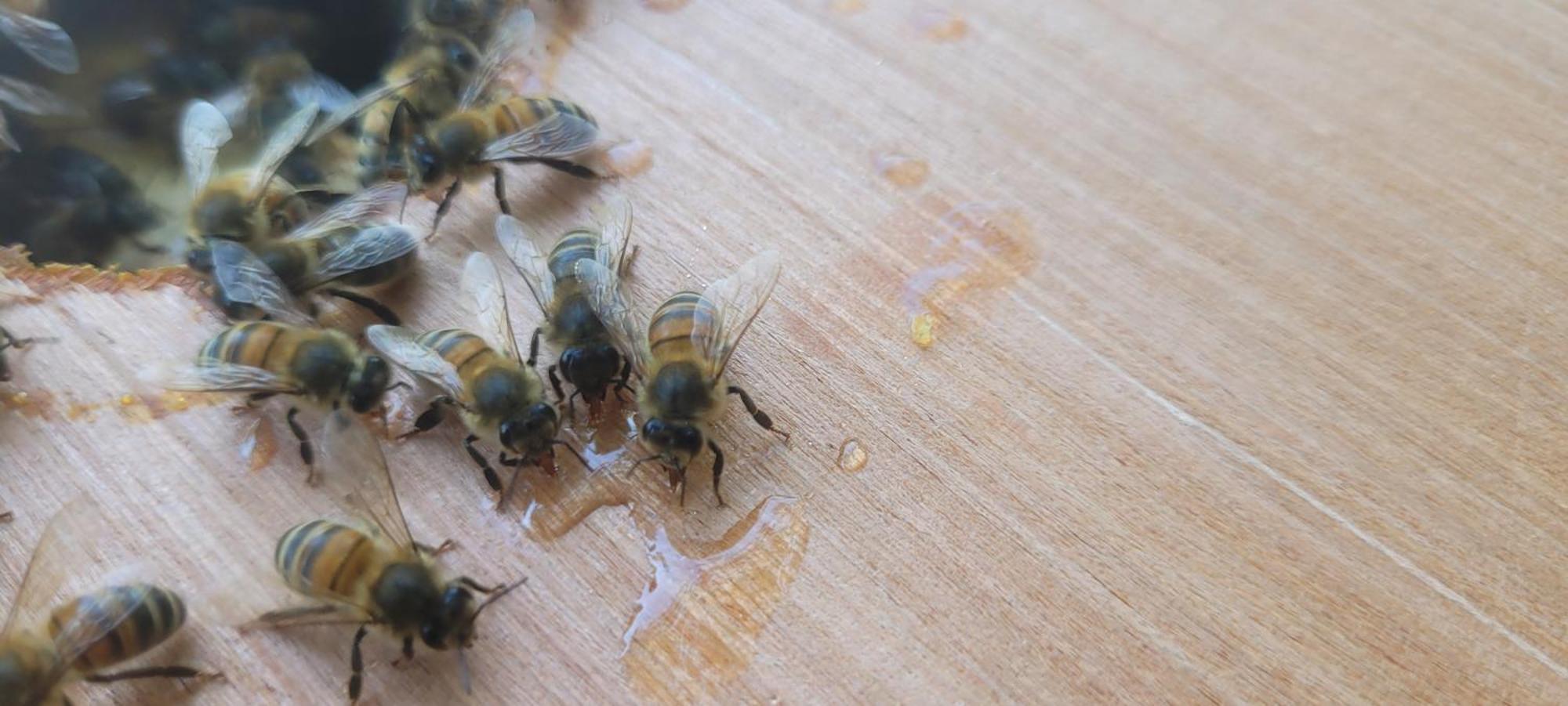 La Maison De L'Abeille De Percey Longeau-Percey エクステリア 写真